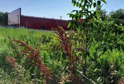 Spațiu comercial, în Movilița - 13