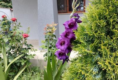 Casă cu 5 camere cu Teren 1100 Mp în Umbrărești - 3