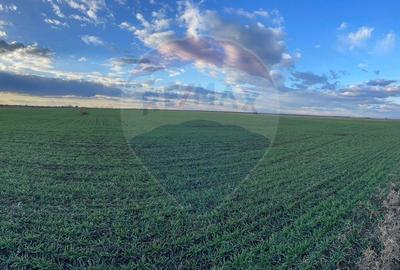 De vanzare Teren agricol 10.800 mp Gruiu / IF - 2