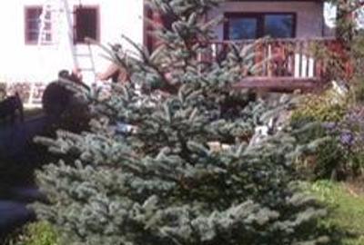 Casă cu 6 camere în Câmpeni - 3