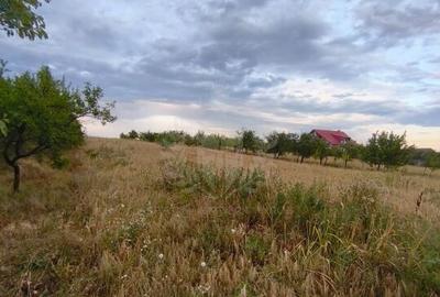 TEREN PAULESTI//10.000 MP - 6