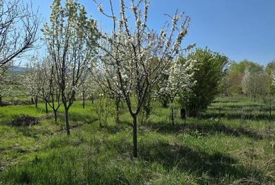 Spațiu comercial, în Mâsca - 1