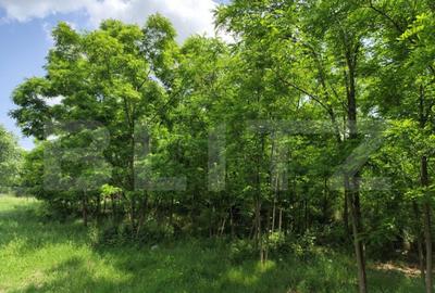 Casa spatioasa la rosu, 2024, 2800 mp teren, zona Andrieseni - 5