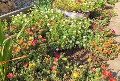 VILA UNICAT ULTRALUX P+1 +CASA CU TEREN 1412MP ZONA PALAZU MARE - 26