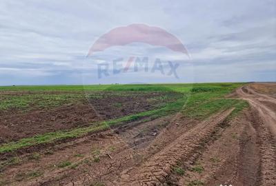 Teren de 56700 mp, în Mischii - 5