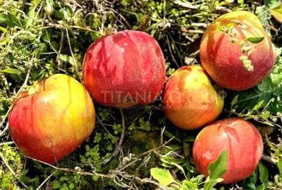 Teren de 2902 mp, în Dămienești - 4