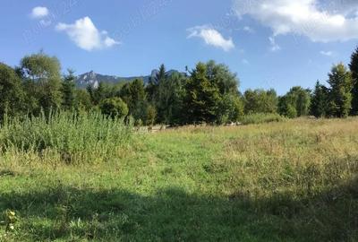 Teren de 10000 mp, în Ceahlău - 1
