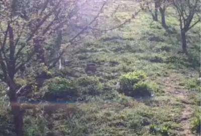 Teren în Poiana Sărată - 3
