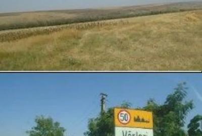 Teren de 6000 mp, în Vârlezi - 1