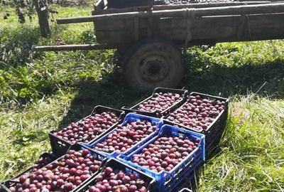 Casă cu 4 camere cu Teren 25000 Mp în Călinești - 2