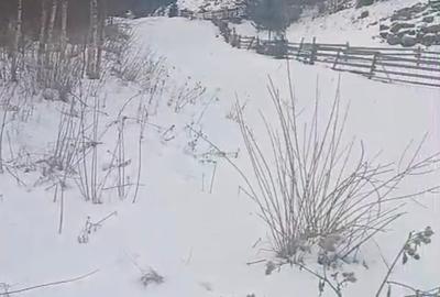 Teren extravilan de 8179 mp, în Cârlibaba Nouă - 3