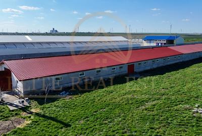 Tariverde - Ferma zootehnica functionala, 3 hectare teren intravilan! - 11