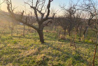 Casă cu 2 camere în Exterior Vest - 4