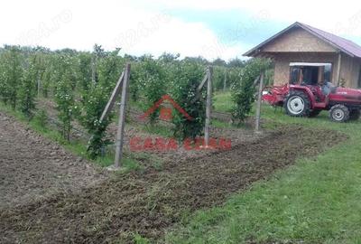 Teren extravilan in Baicoi 10.000mp plantatie mure --80.000e - 18