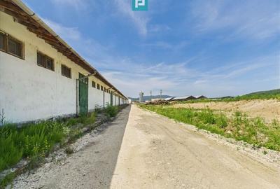 Hale 1800 mp fiecare – acces autostradă, Teiu, HD - 22