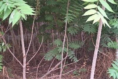 Urgent casa de vinzare Urgent casa de vinzare - 5