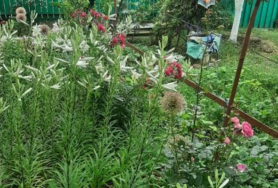 Buzau Glodeanu Sili?tea sat COTORCA, casa batraneasca caramida 3465m - 7