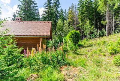 Casa 3 camere, 840 mp teren care include padure, Paltinis - 17