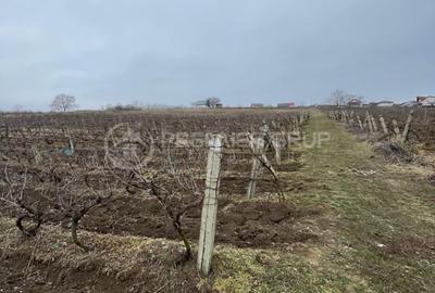 Teren Construcții intravilan de 4209 mp, în Tomești - 3