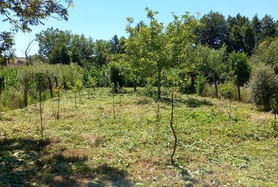 Casă cu 2 camere în Plopiș - 14