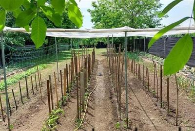 O casa mobilata, utilata, gradina generoasa, transport microbuz si tren spre Buc - 7