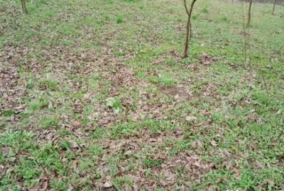 Teren de 3000 mp, în Călărași - 5