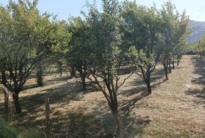 Teren 7150 mp de vanzare in Oesti Arges - 6