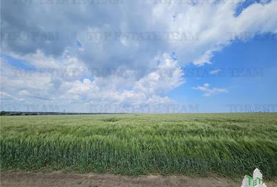 TEREN INTRAVILAN 50000 MP AGIGEA ZONA RO RO TEREN INTRAVILAN 50000 MP AGIGEA ZONA RO RO - 2