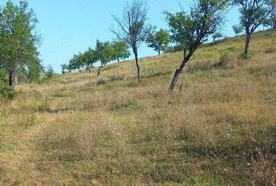 Teren de 82000 mp, în Roșiile - 3