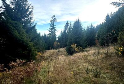 Vanzare 5,3 ha pasune deasupra Voronetului Suceava - Proiect Turistic - 26