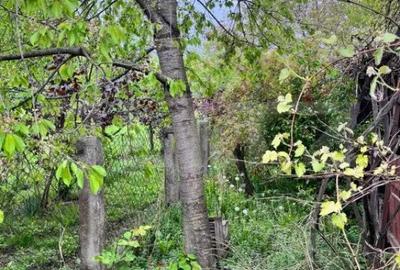 Casă cu 2 camere cu Teren 714 Mp în Siret - 3