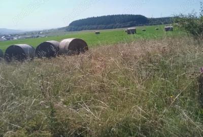 Teren de 8000 mp, în Chinteni - 2