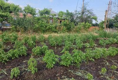 Casă în Smârdan - 4