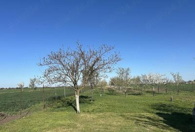 Casă cu Teren 8000 Mp în Central - 4