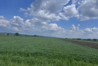 Teren de 10000 mp, în Rădăuți