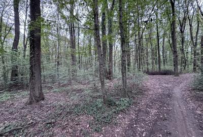 Teren agricol intravilan de 46644 mp, în Băneasa - 5