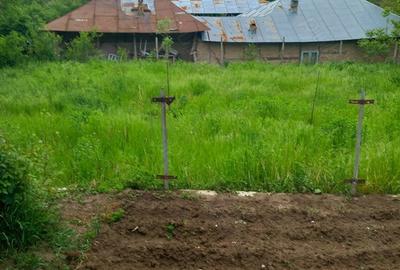 Casă cu Teren 3000 Mp în Reghiu - 7