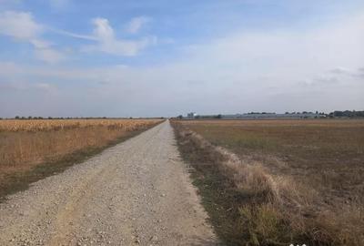 Teren de 10000 mp, în Dascălu - 2