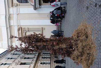 Casă cu 6 camere în Bazoș - 1