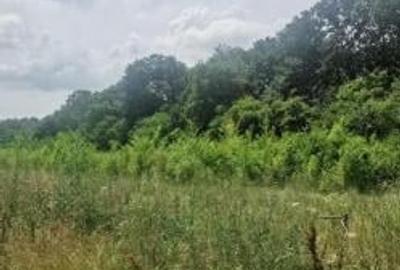 Corbeanca Teren 3546 mp - liziera padure - utilitati - 3