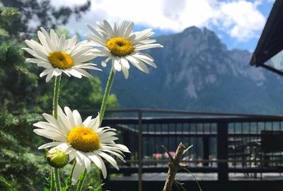 CHALET & SPA MAESTRUL SI MARGARETA /MARGARETA APARTMENT RENT/1300 EURO by WEEK - 14