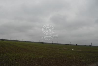 Teren agricol intravilan de 4472 mp, în Cornetu - 7