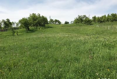 Teren în Stoenești - 6