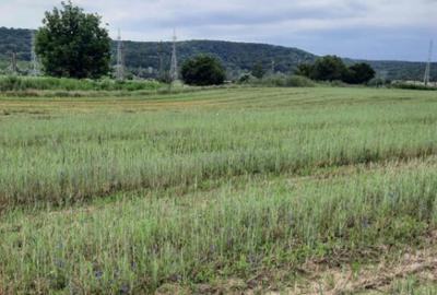 Teren extravilan de vanzare, 4900 mp, Bolde?ti Scaieni - 3