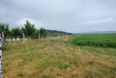 Teren extravilan 18200 mp Reghin - 2