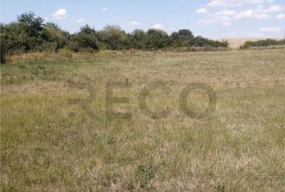 RECO, Teren in Pausa, Nojorid - 6