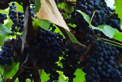 Casă cu 2 camere cu Teren 76.5 Mp în Central - 5