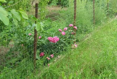 Casa Josani in com Pestisu mic la 9 km de oras Hd. Sup 2500 mp gradina,curte + livada - 5