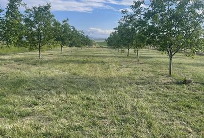 Teren de 7800 mp, în Câmpu Goblii - 4