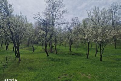Teren de 12000 mp, în Ghioșești - 1